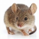 Huismuis