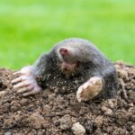 Mole,,Talpa,Europaea,,Making,Mole,Hill,And,Damaging,Beautiful,Lawn