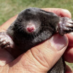 mt_12e7eac826f3fa9f0aeb76f53f1a104a